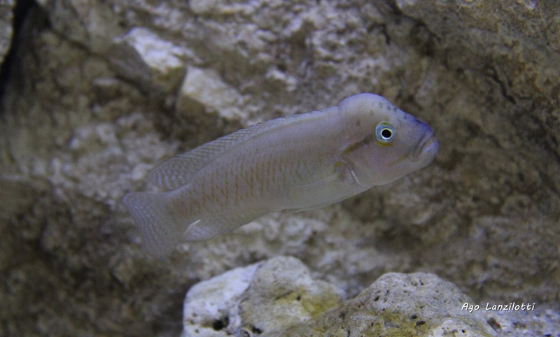 Telmatochromis cf. temporalis burgeoni